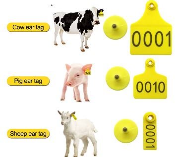 Yellow Tagging In Animals